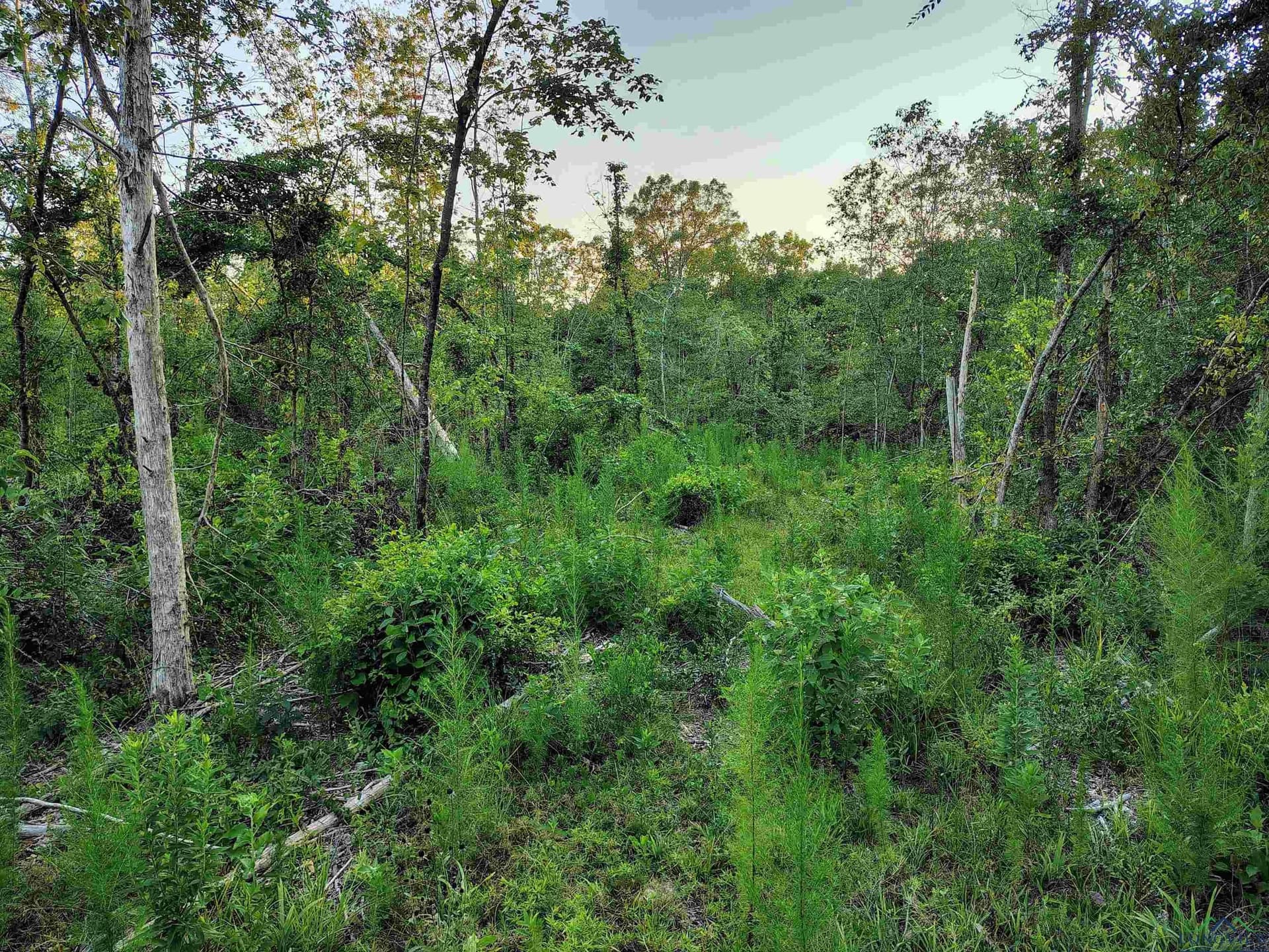20 acres in Texas County - photo 20