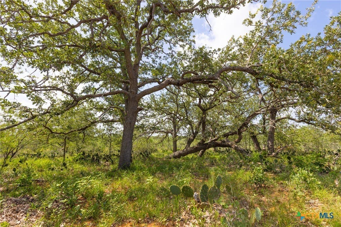 259 acres in Gonzales County - photo 14