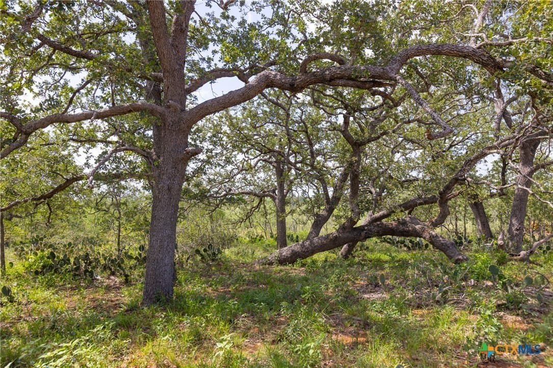 259 acres in Gonzales County - photo 15