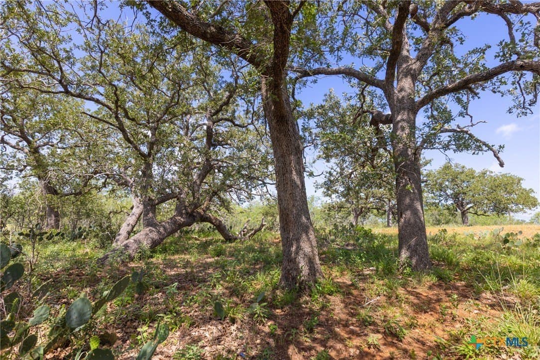259 acres in Gonzales County - photo 16