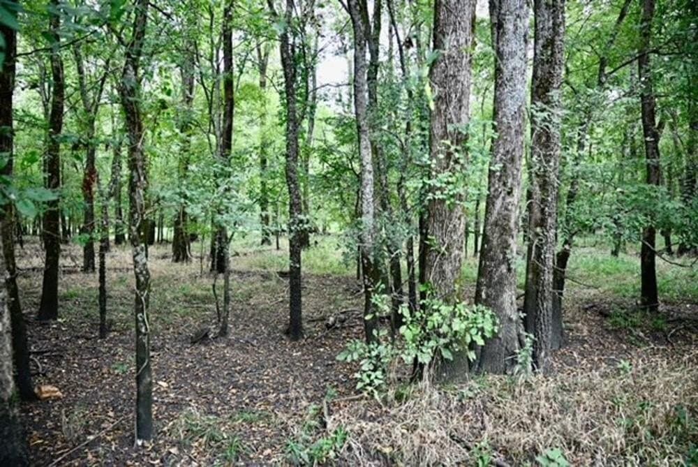 223 acres in Franklin County - photo 5