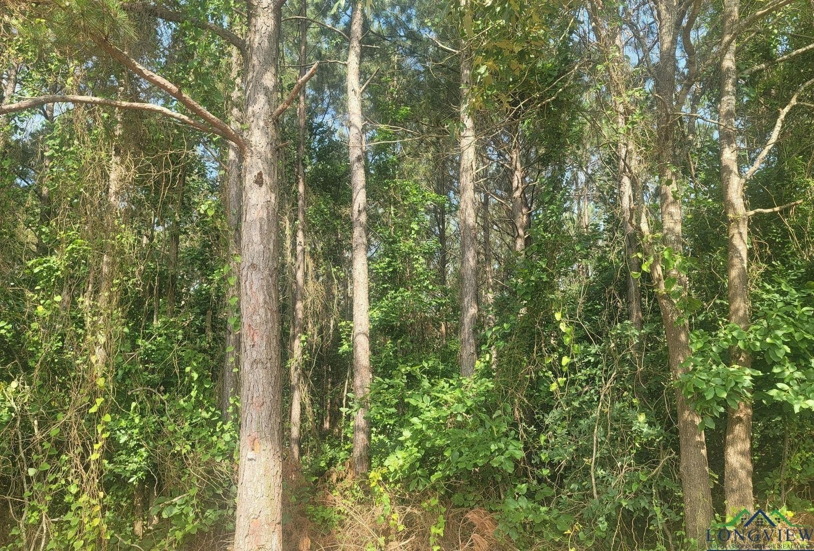 24.36 acres in Texas County - photo 7