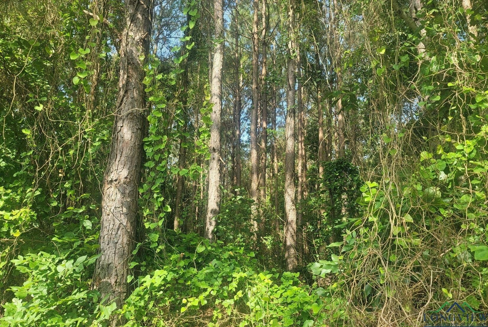 24.36 acres in Texas County - photo 12