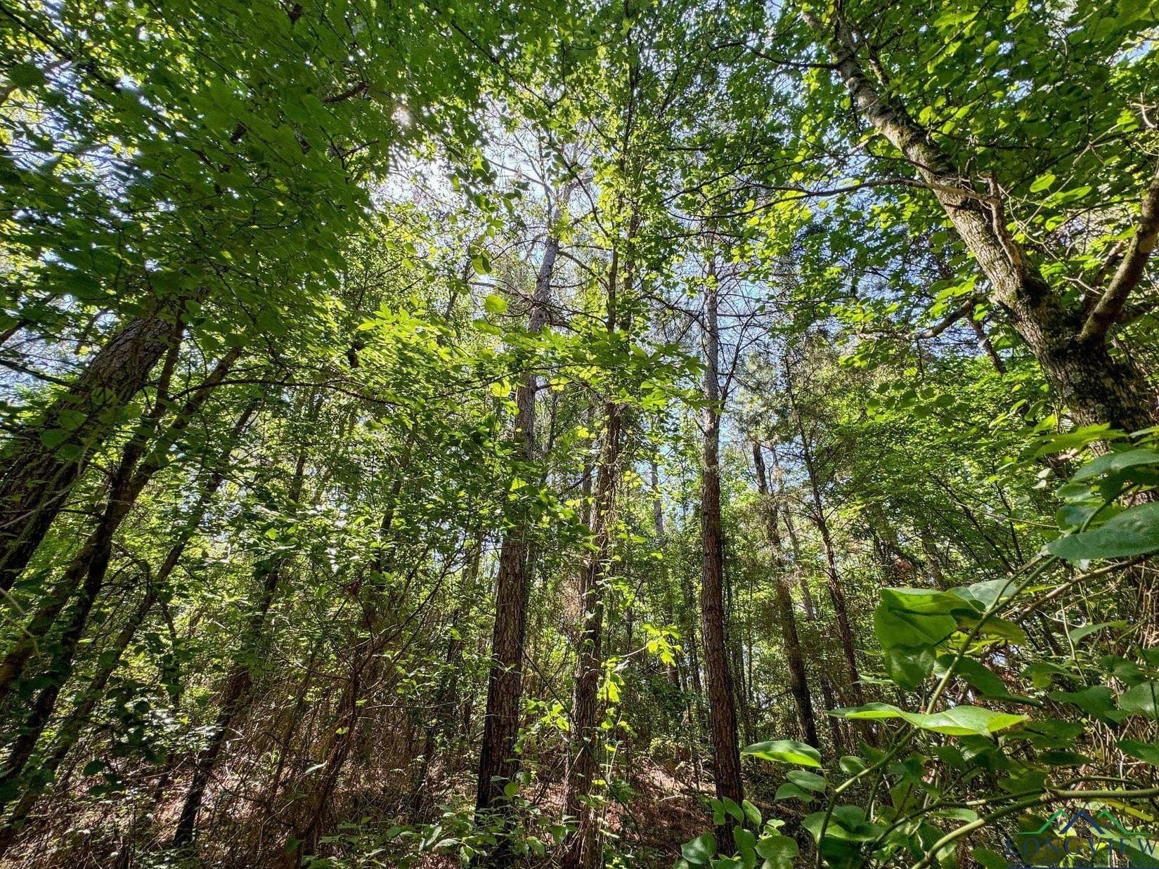 24.36 acres in Texas County - photo 2