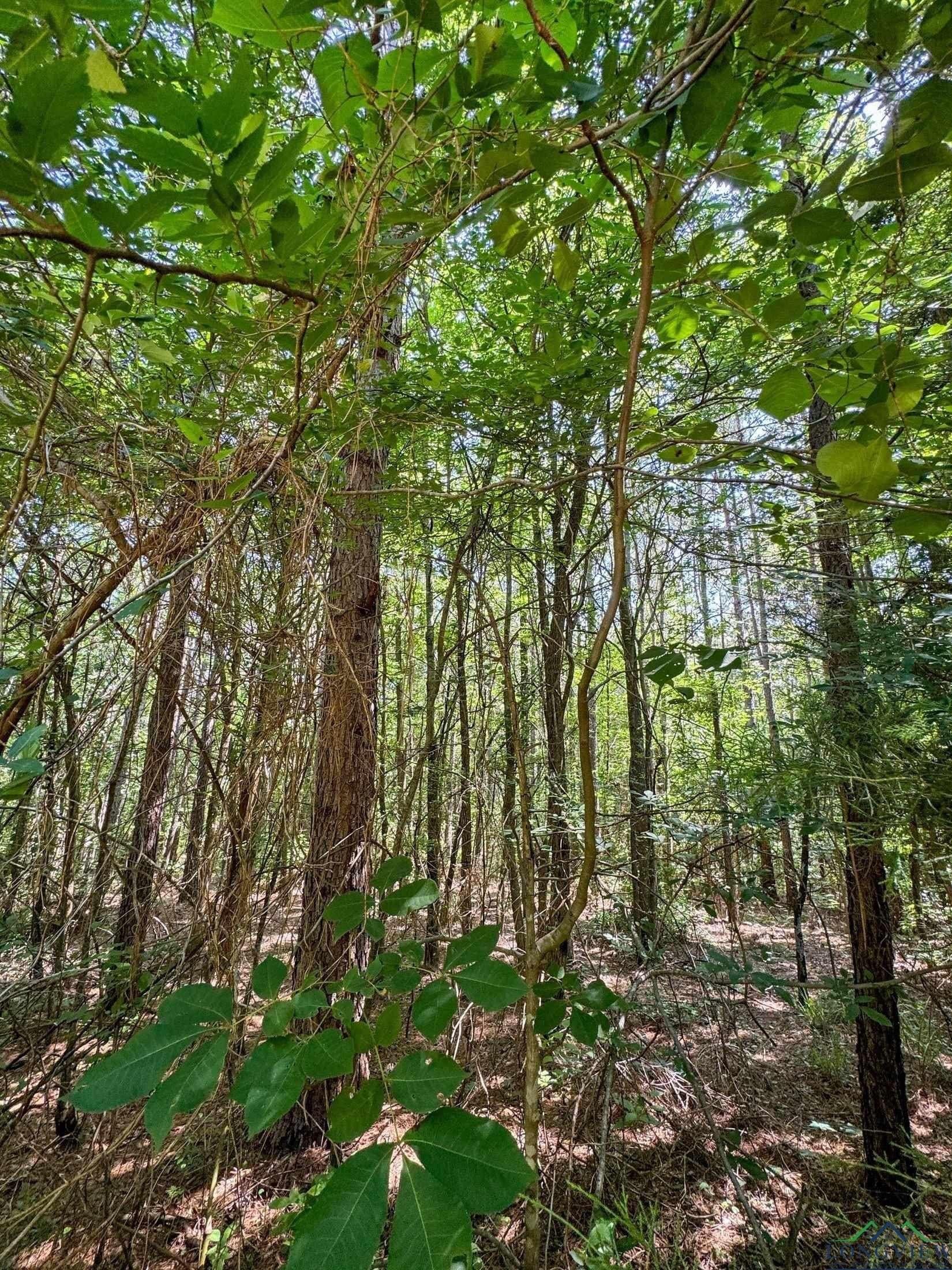 24.36 acres in Texas County - photo 11