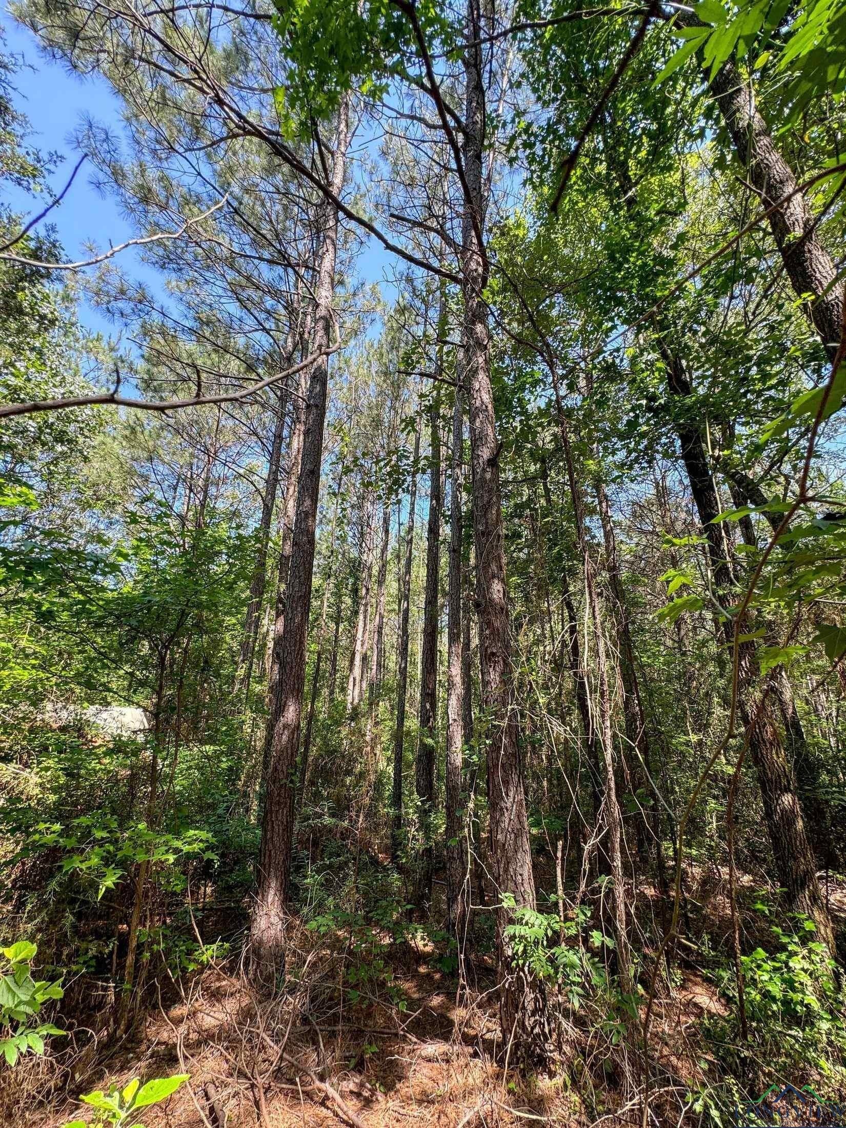 24.36 acres in Texas County - photo 5
