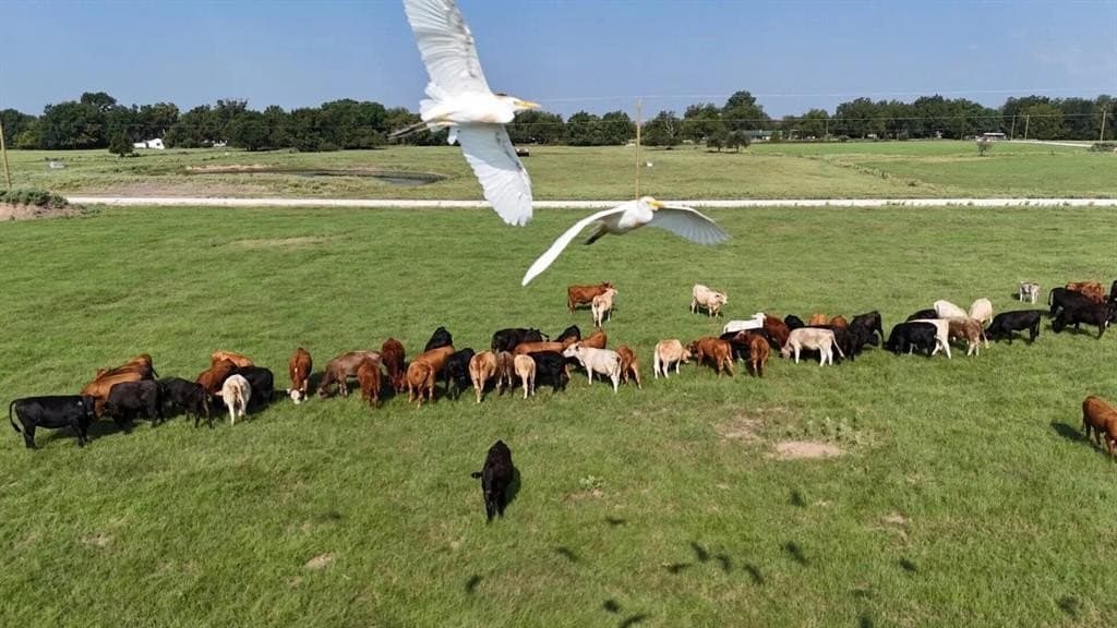 3.31 acres in Limestone County - photo 8