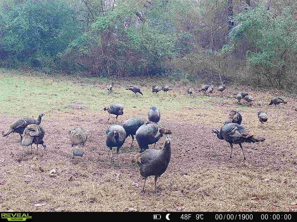 35.22 acres in Cass County - photo 28