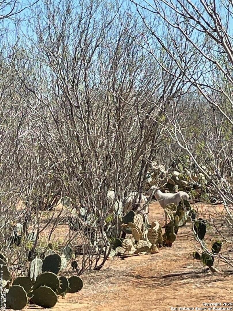 14.76 acres in Atascosa County - photo 13