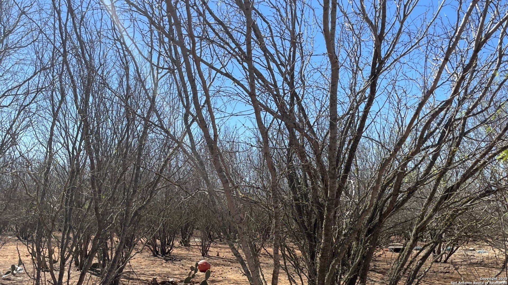 14.76 acres in Atascosa County - photo 3
