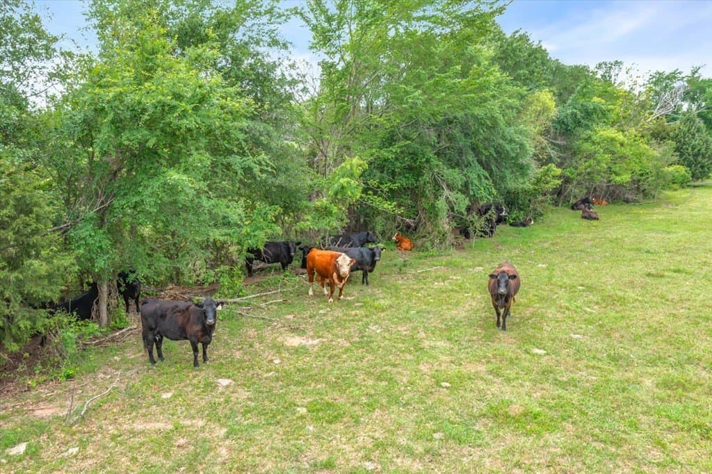 55.38 acres in Van Zandt County - photo 12