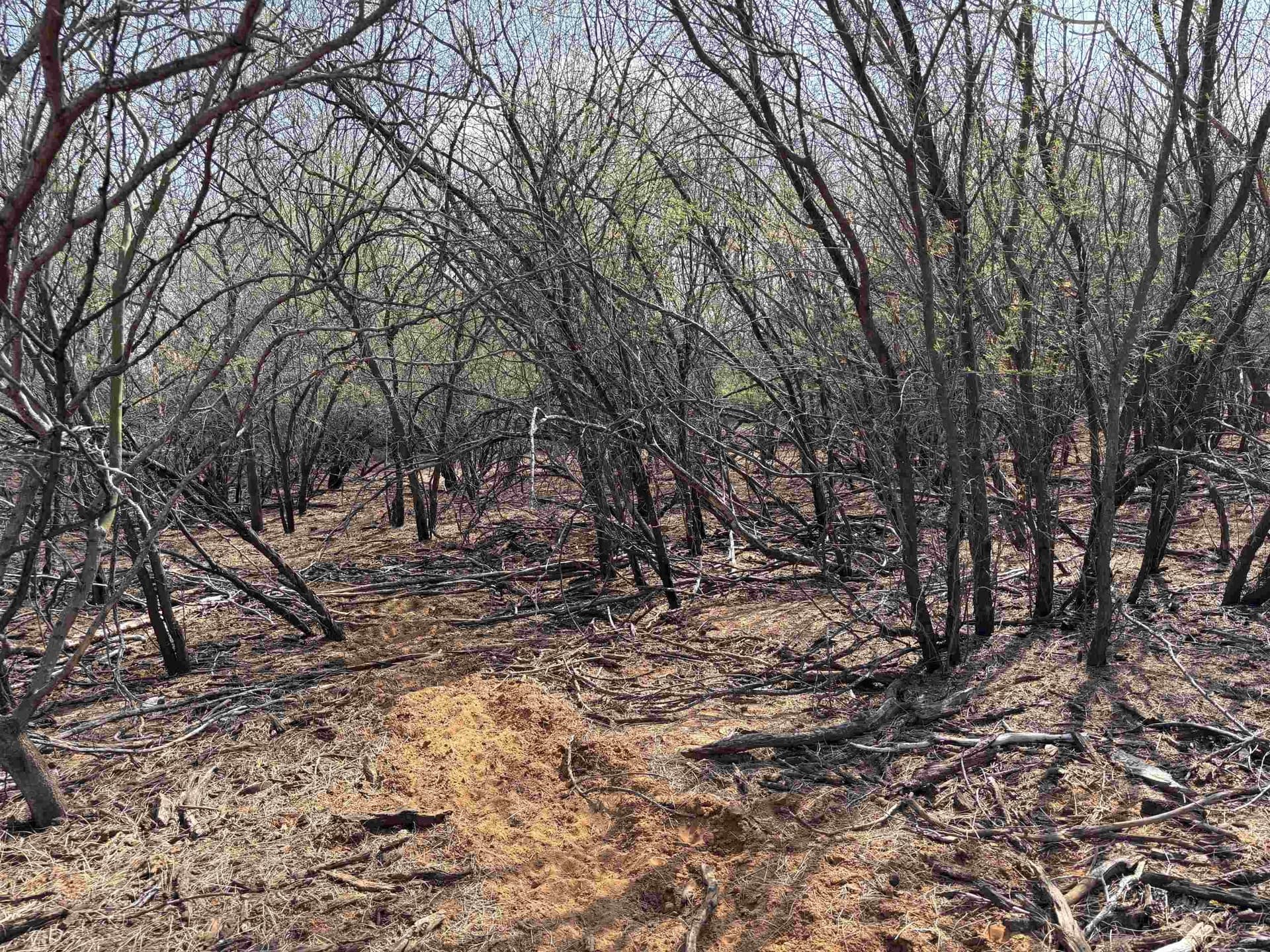 37.23 acres in WEBB County - photo 24