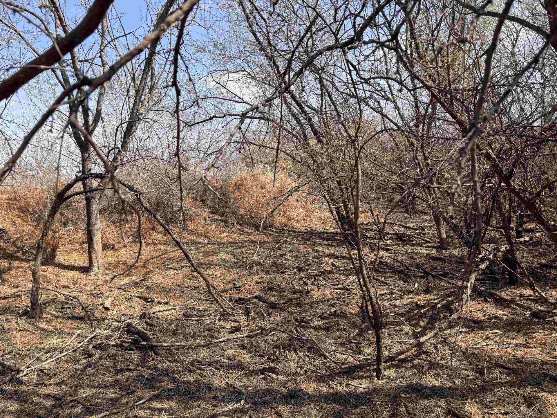 37.23 acres in WEBB County - photo 28