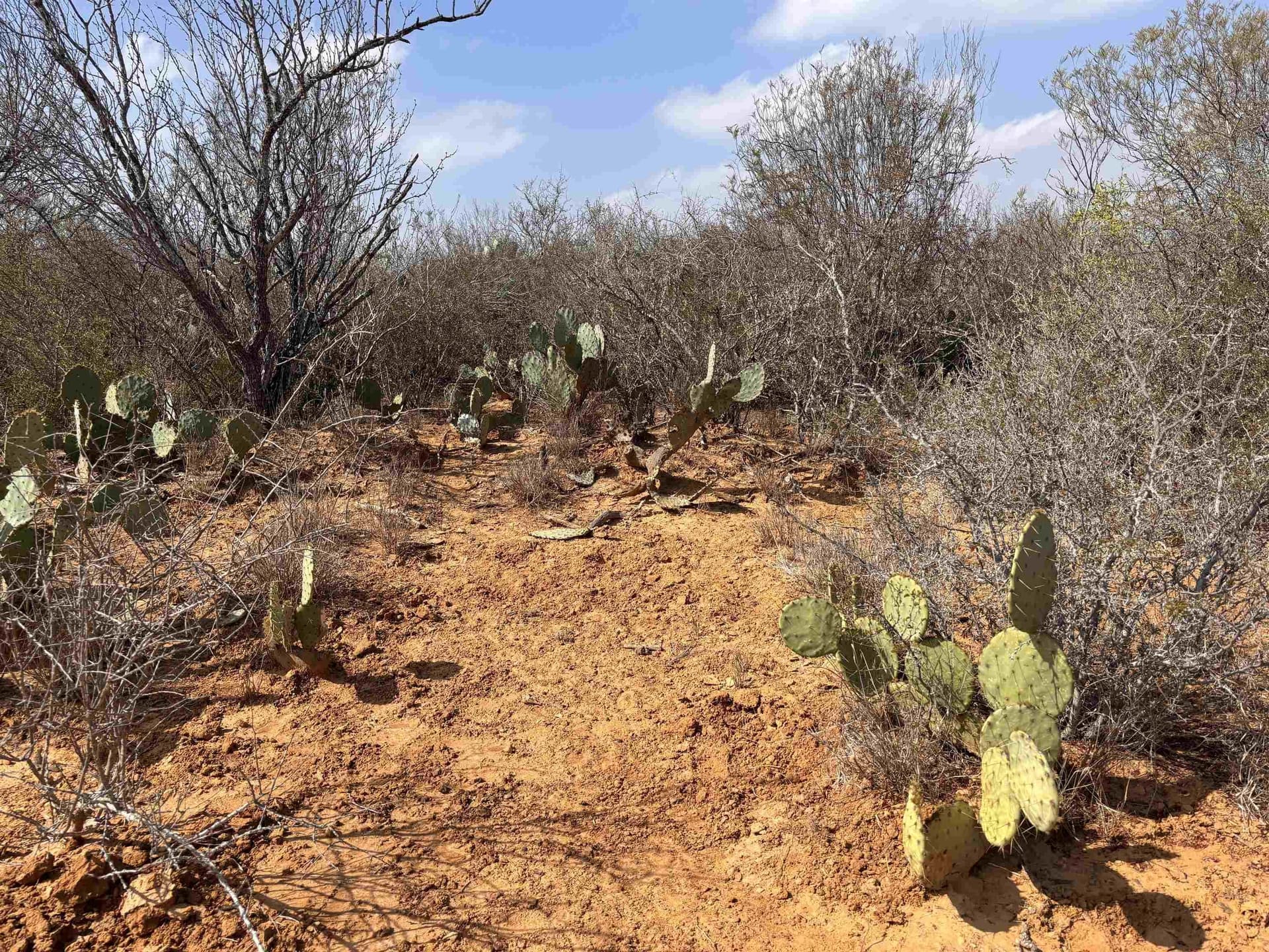 37.23 acres in WEBB County - photo 21