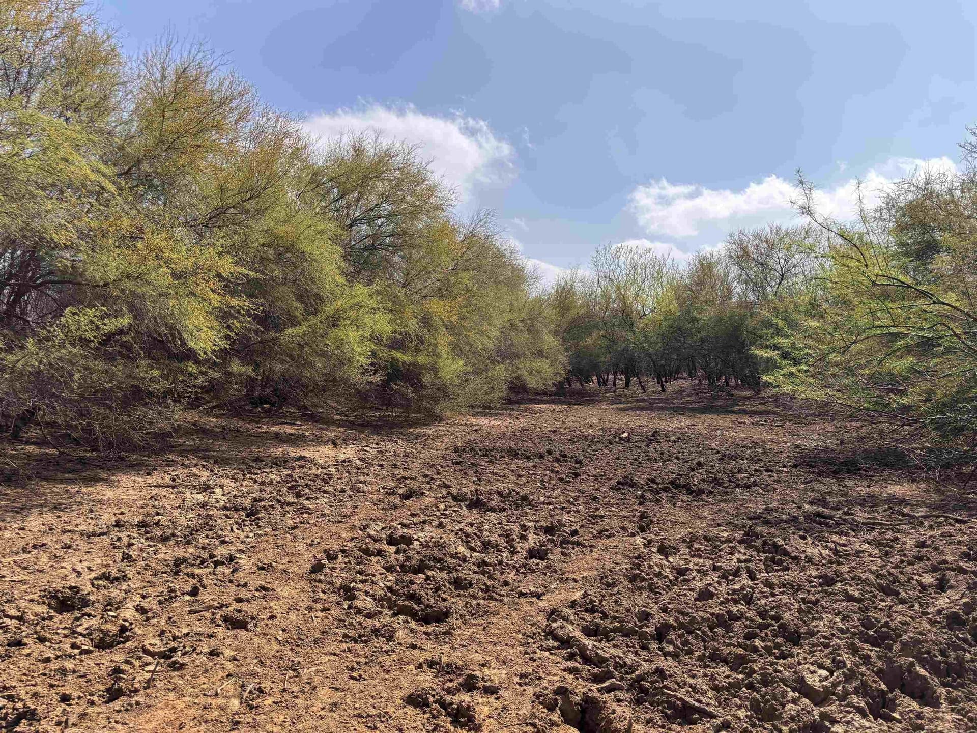 37.23 acres in WEBB County - photo 27