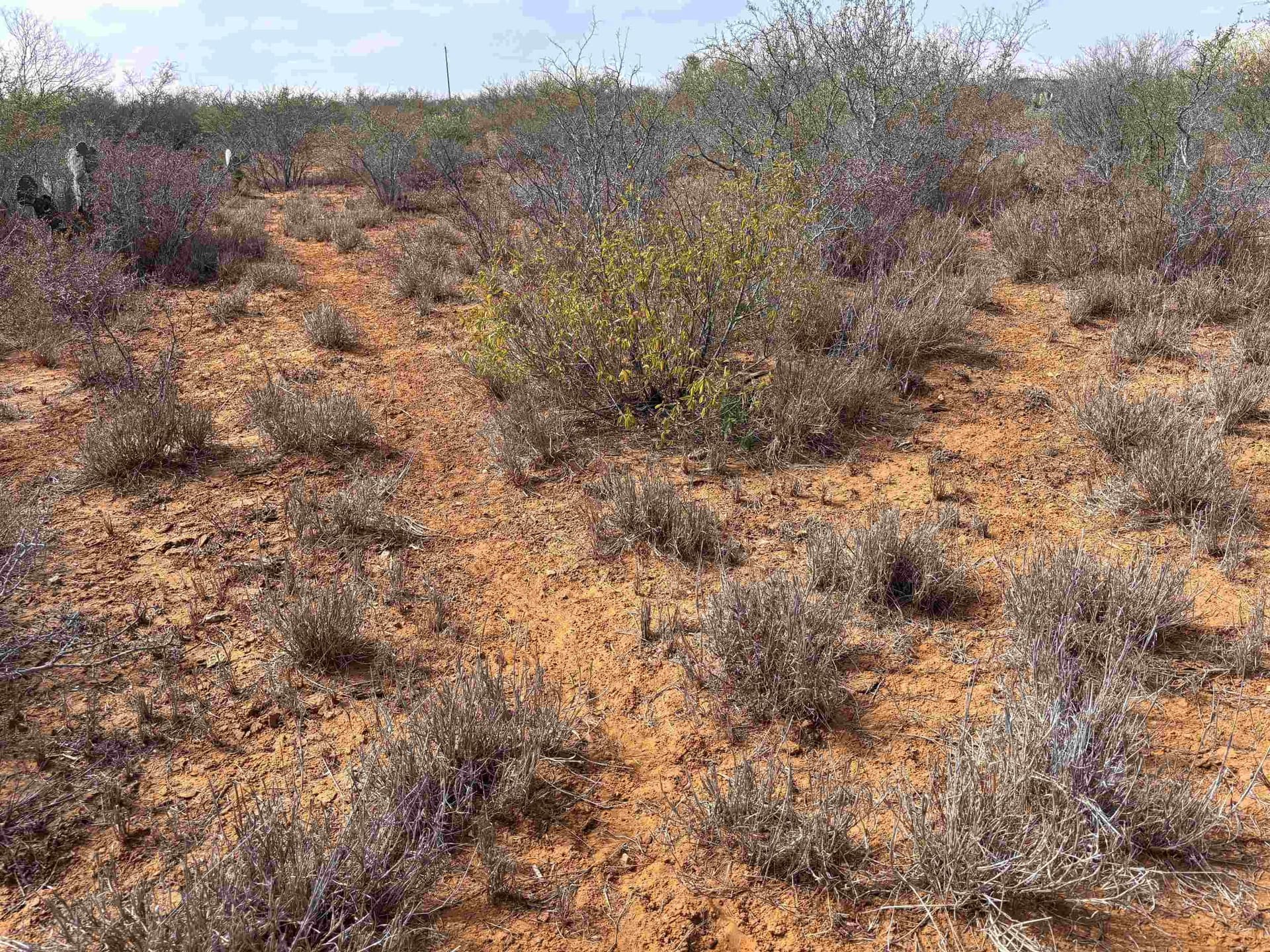 37.23 acres in WEBB County - photo 29