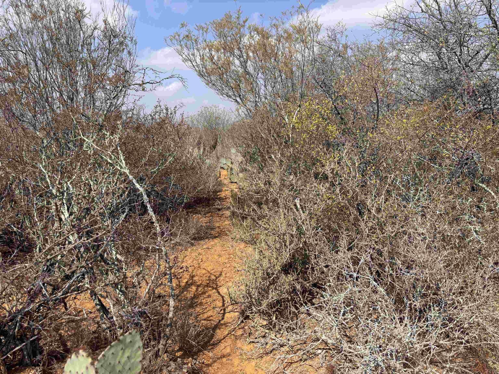 37.23 acres in WEBB County - photo 22