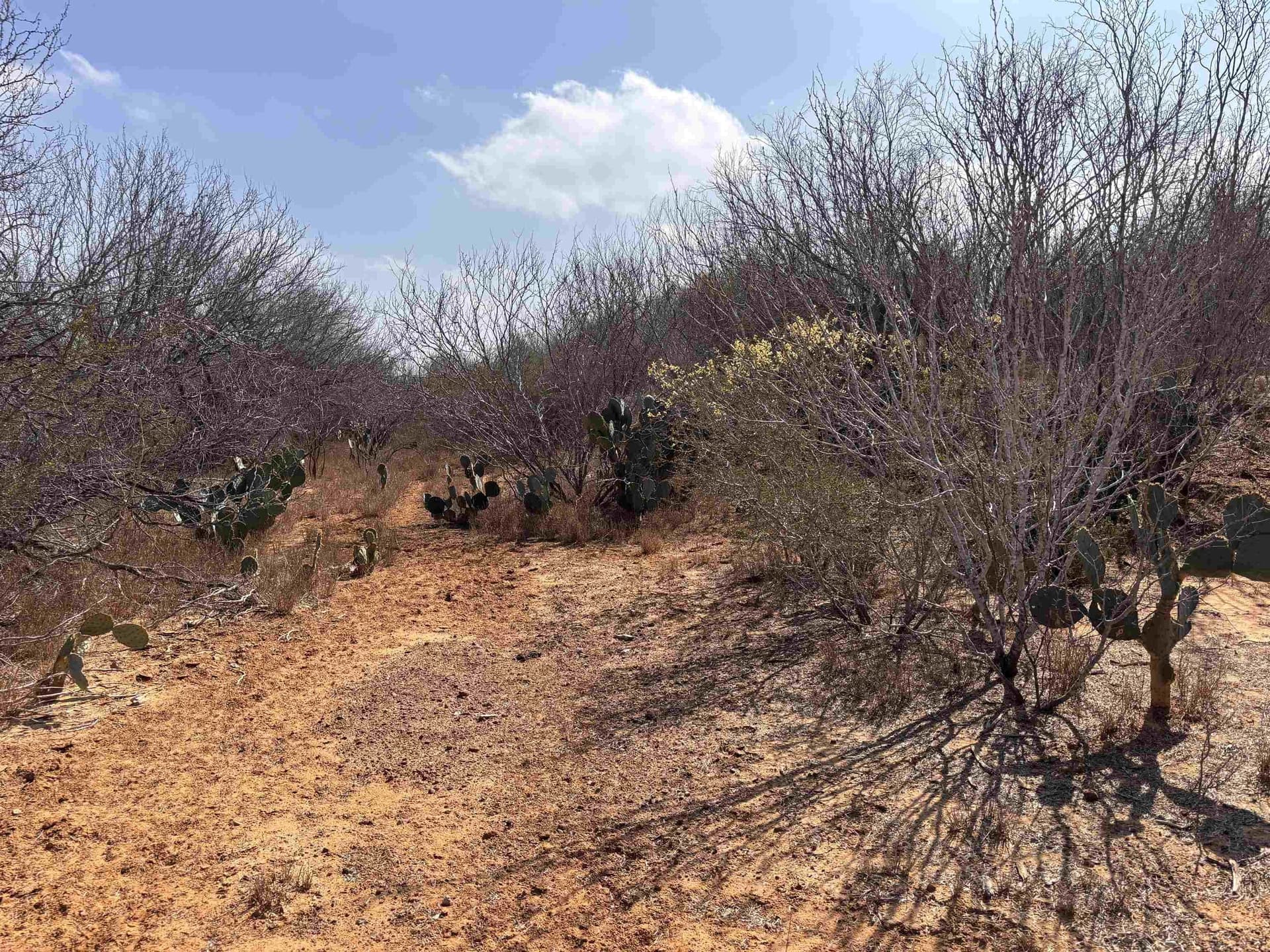 37.23 acres in WEBB County - photo 25