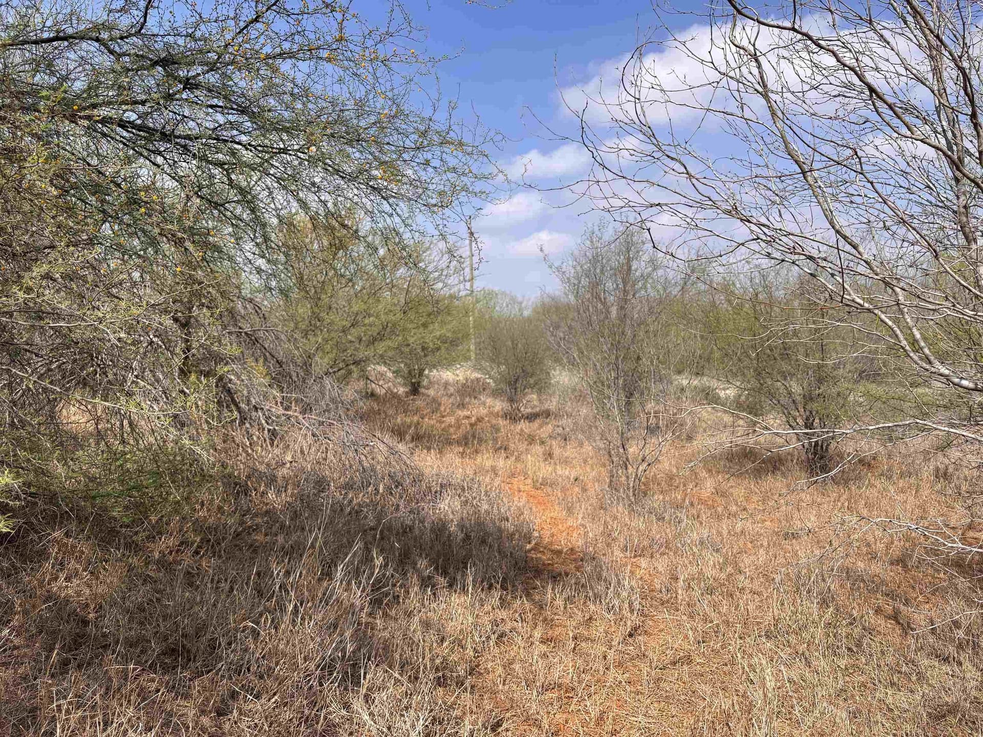 37.23 acres in WEBB County - photo 30
