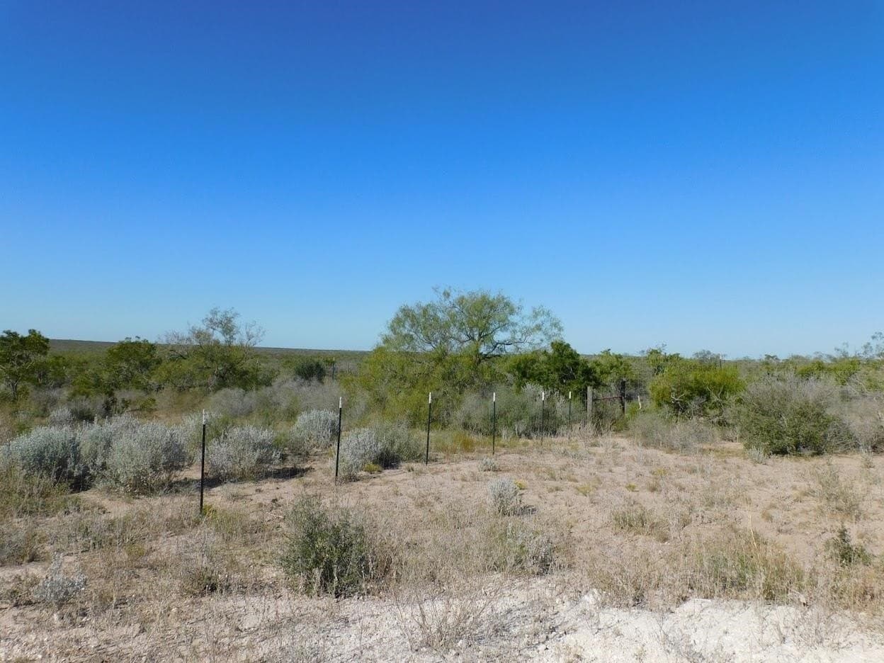 25 acres in LIVE OAK County - photo 9