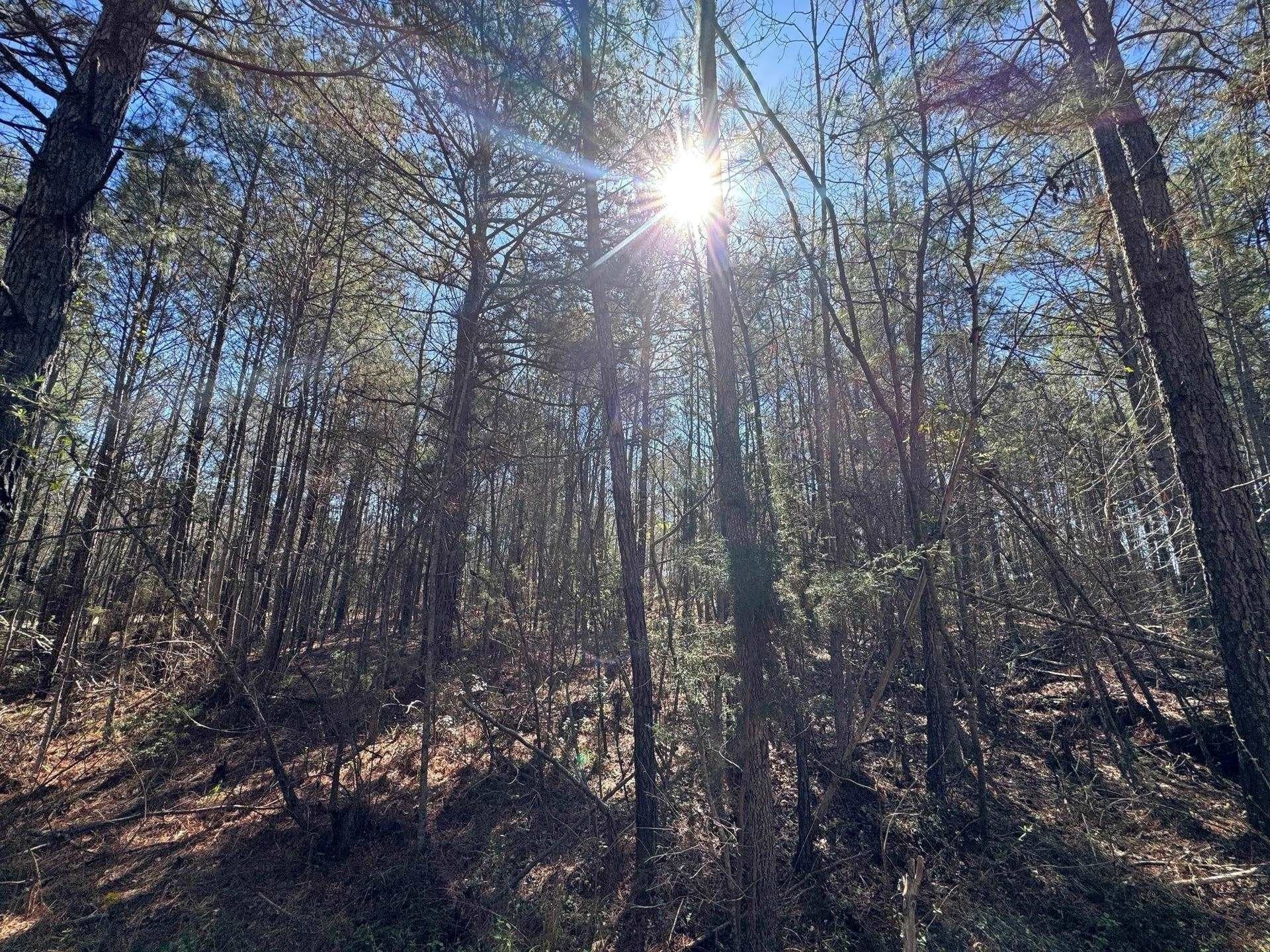 11.81 acres in Cass County - photo 25