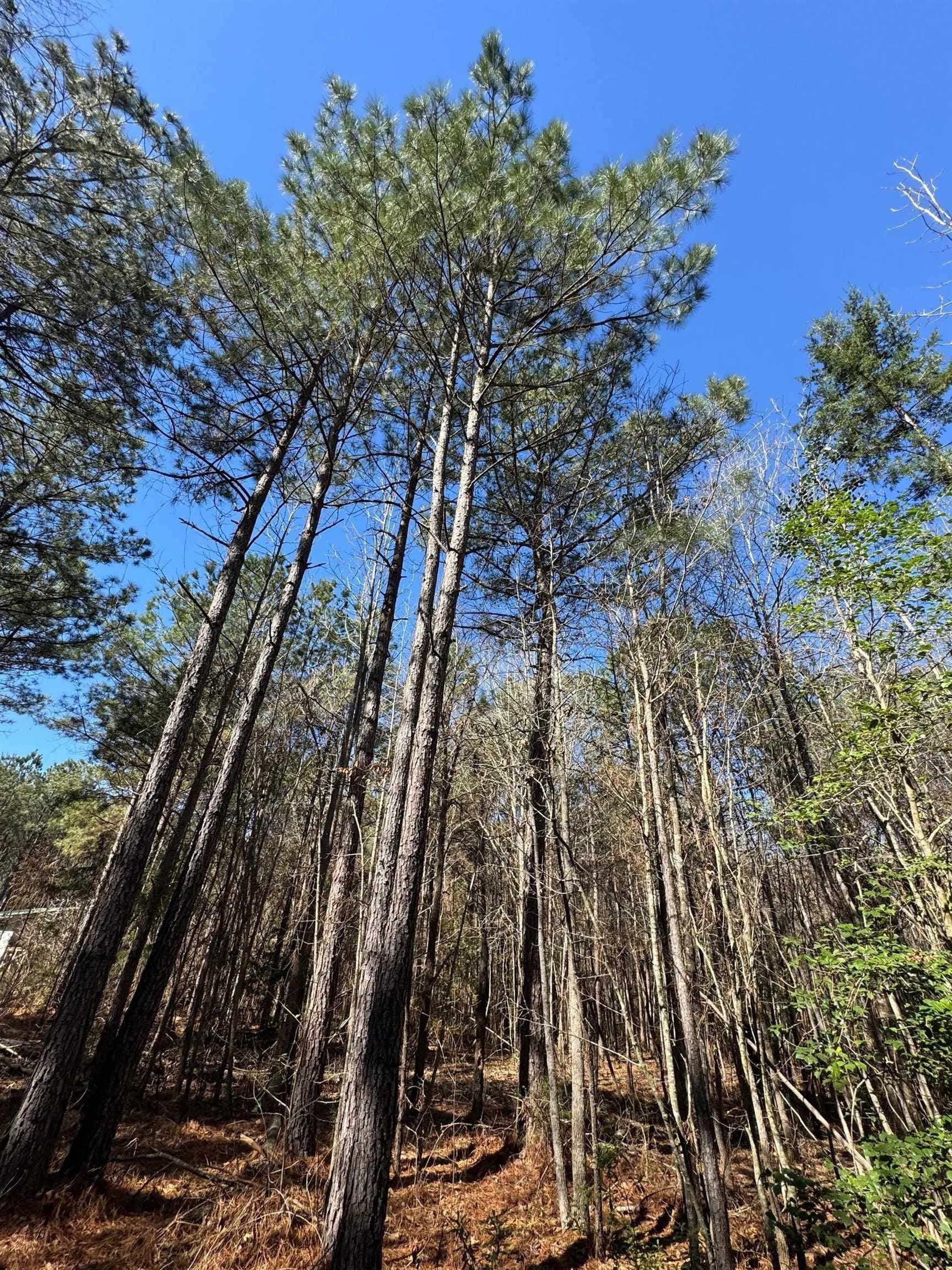 11.81 acres in Cass County - photo 28