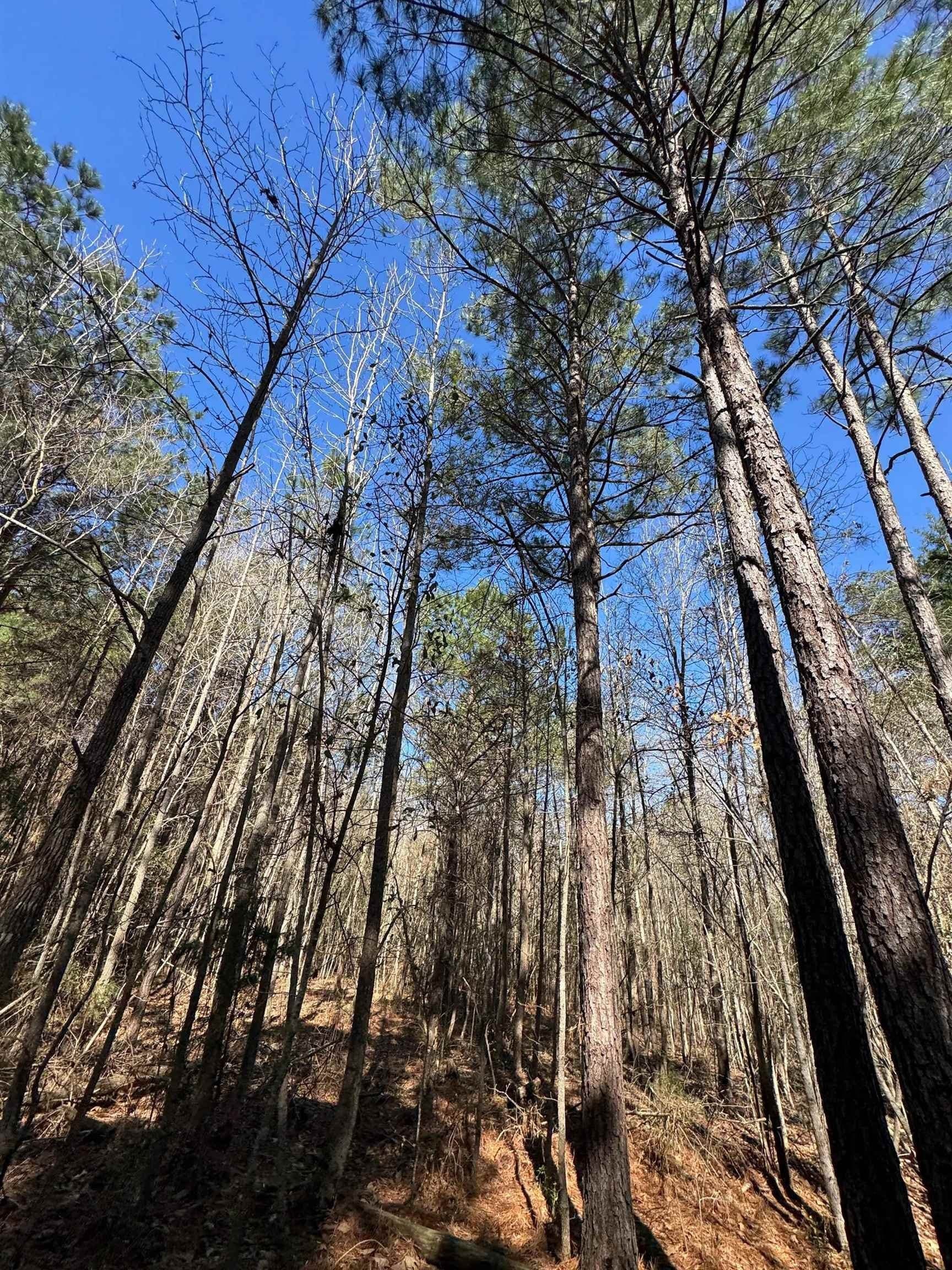 11.81 acres in Cass County - photo 27