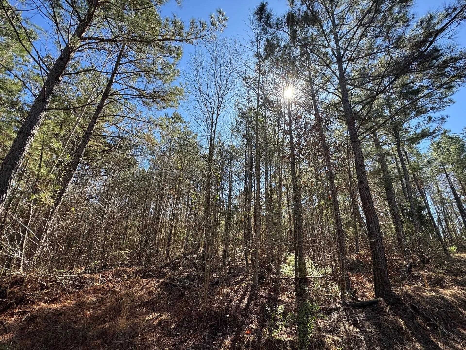 11.81 acres in Cass County - photo 24