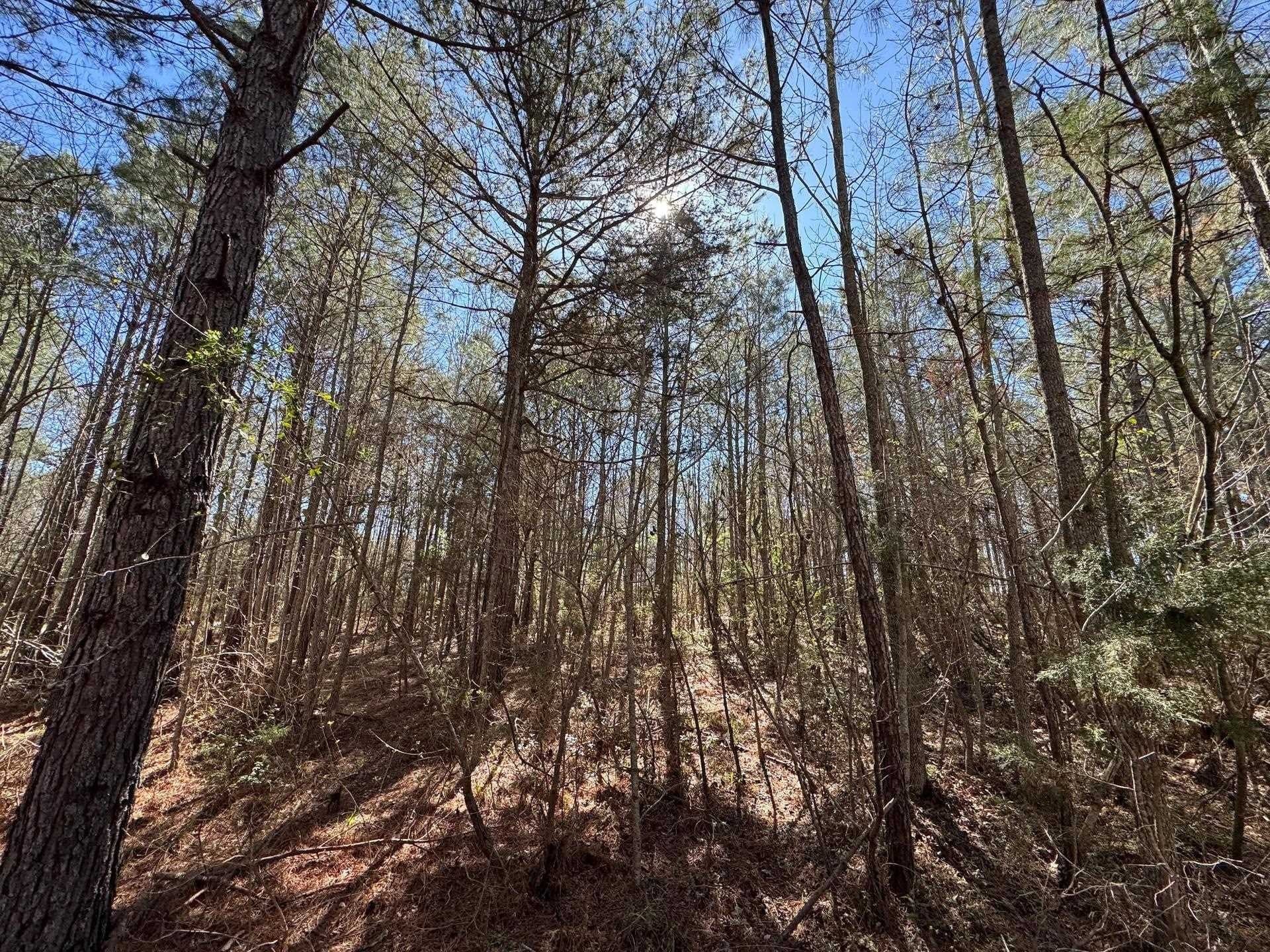 11.81 acres in Cass County - photo 26
