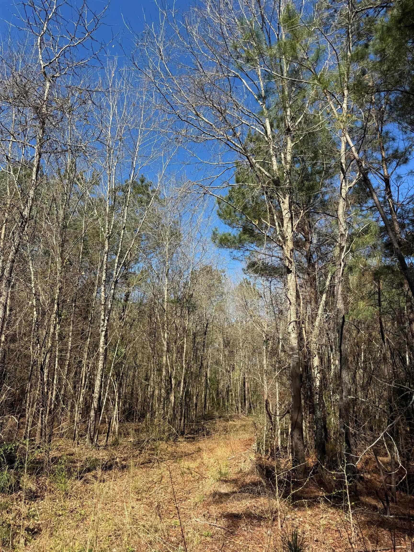 11.81 acres in Cass County - photo 30