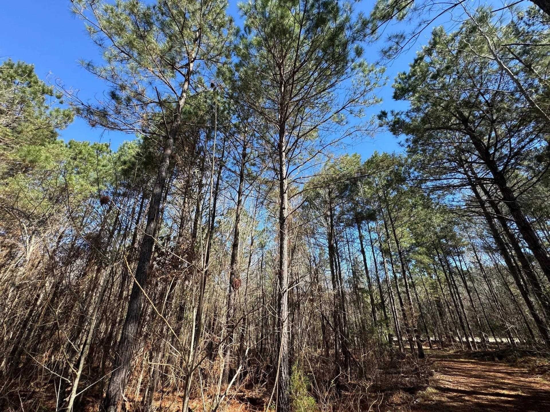 11.81 acres in Cass County - photo 23