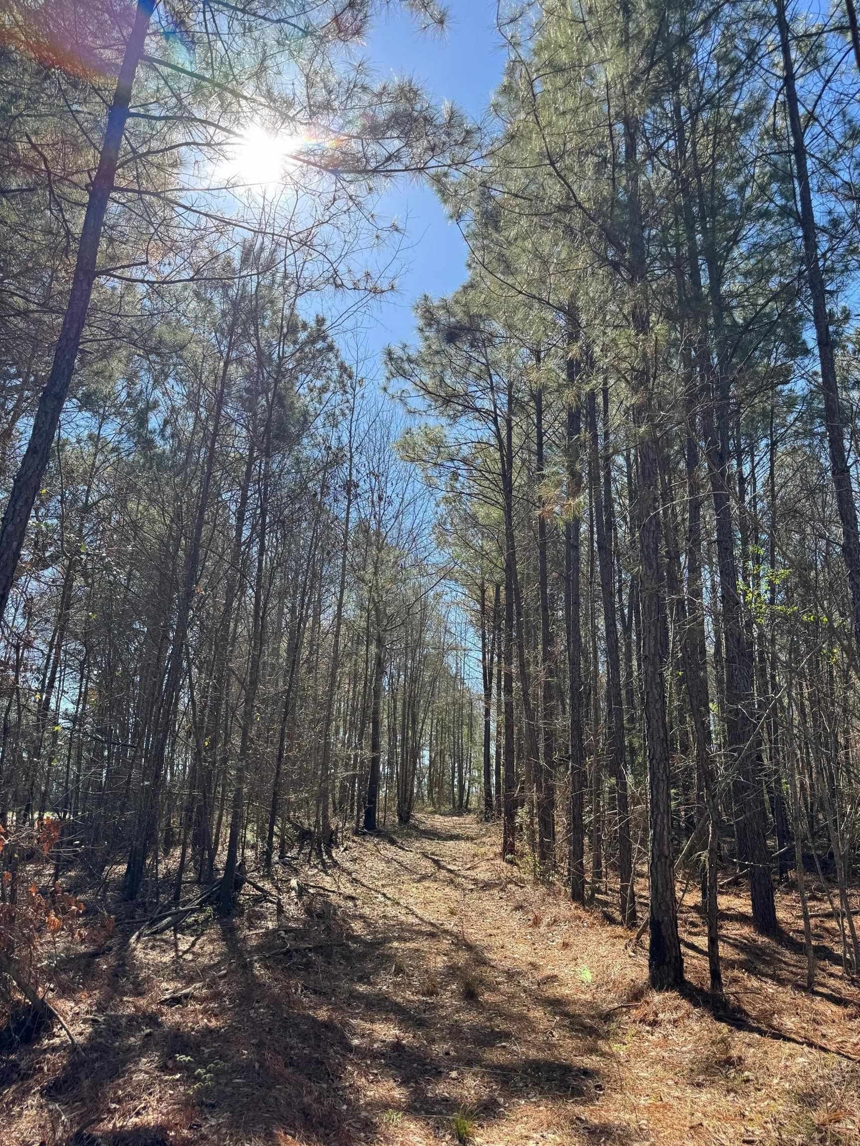 11.81 acres in Cass County - photo 29