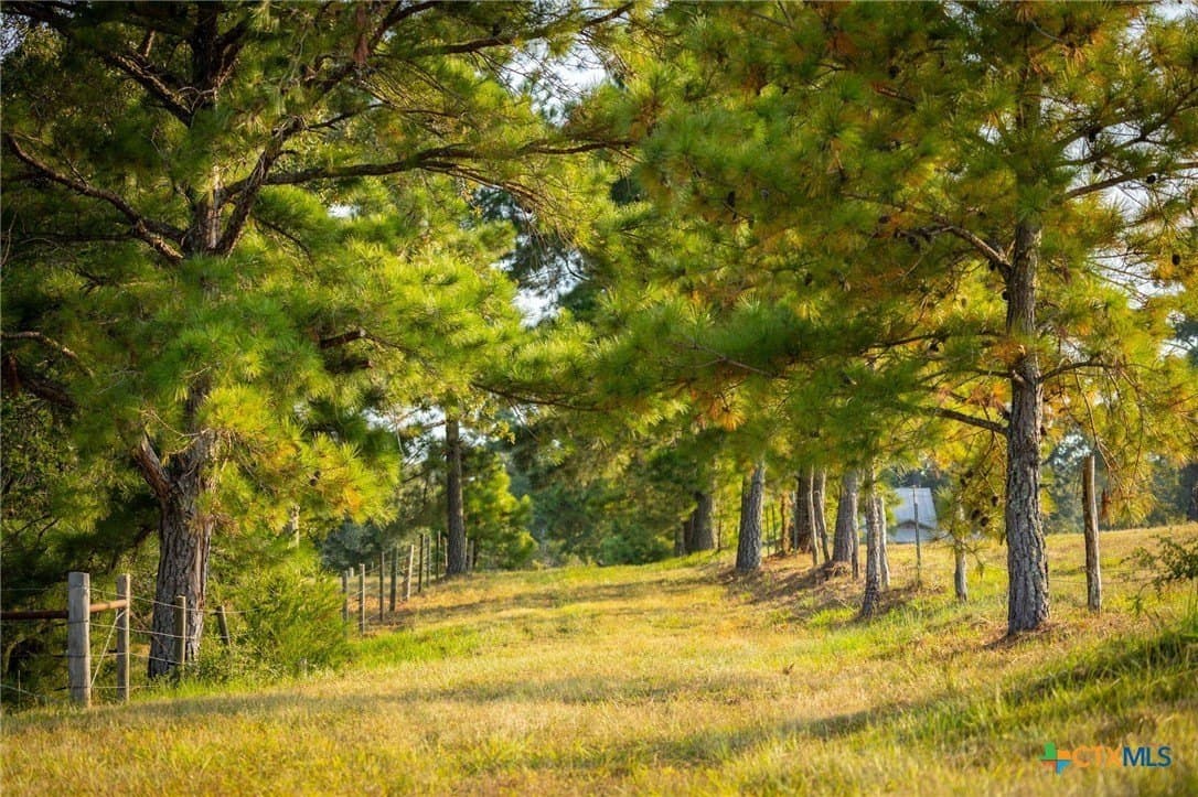65 acres in Colorado County - photo 5