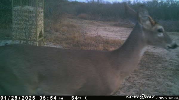 10.38 acres in Live Oak County - photo 13