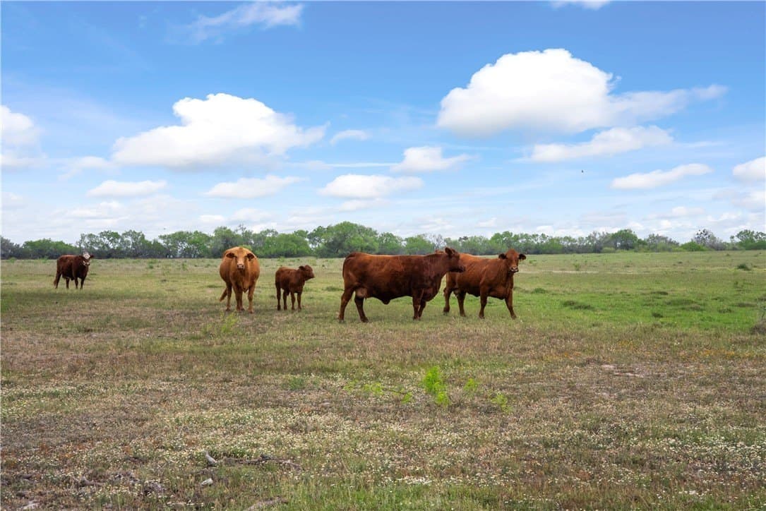 120 acres in Kleberg County - photo 2