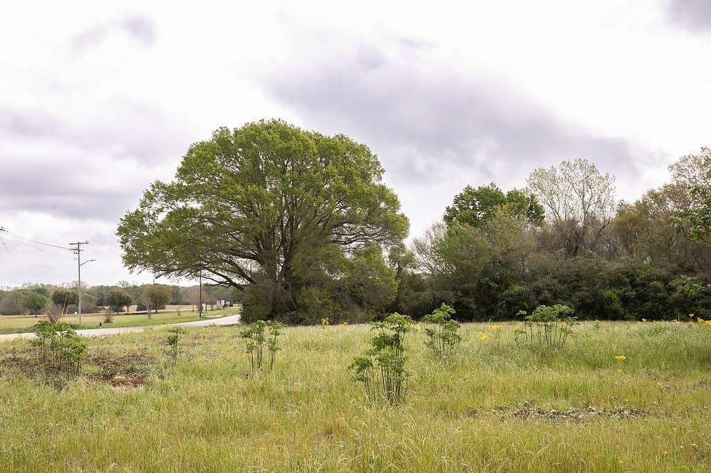 2.45 acres in Waller County - photo 7