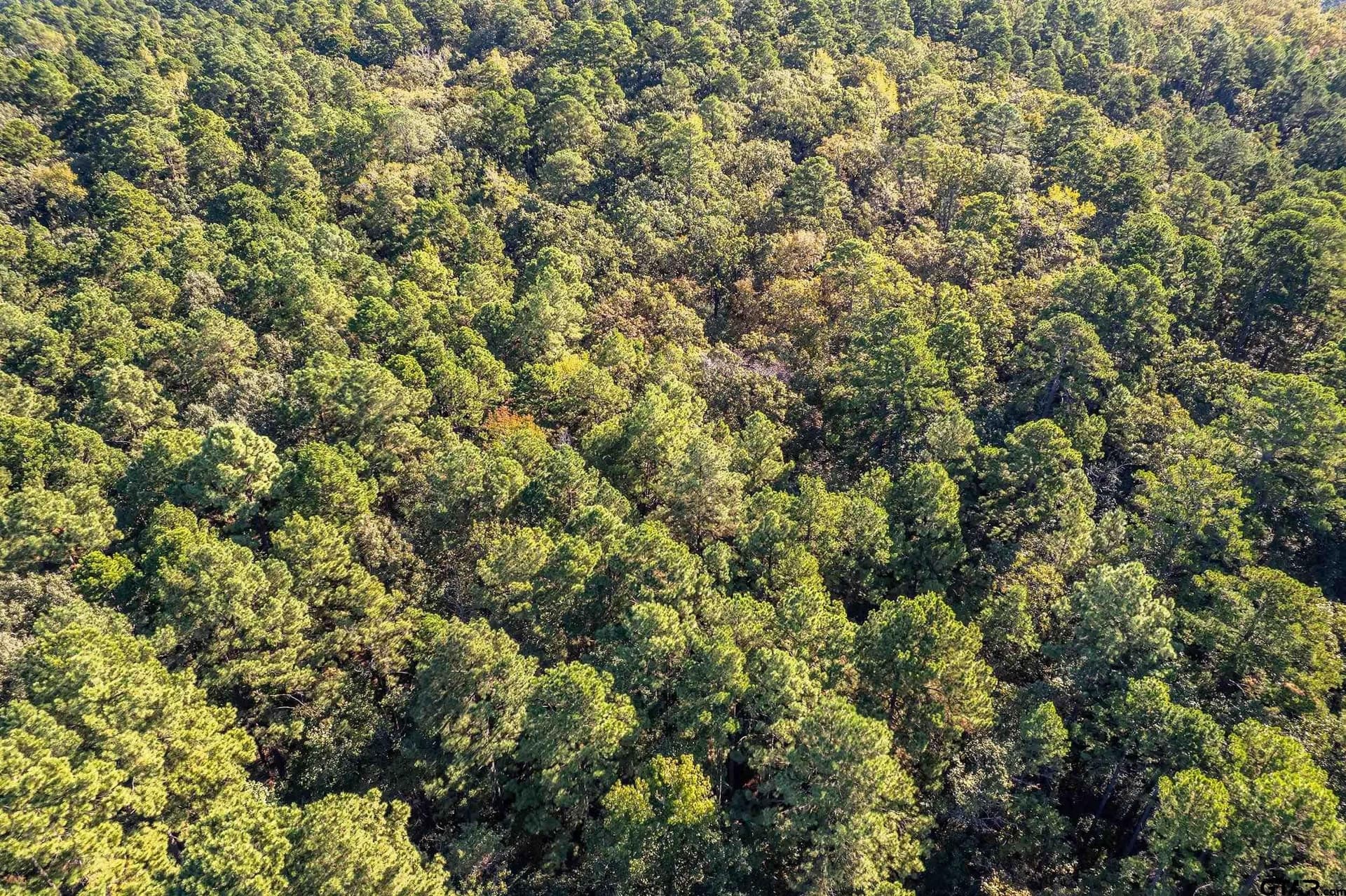 24.01 acres in Upshur County - photo 8