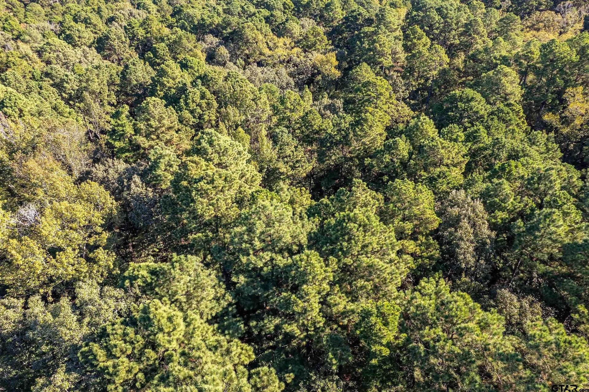 24.01 acres in Upshur County - photo 3