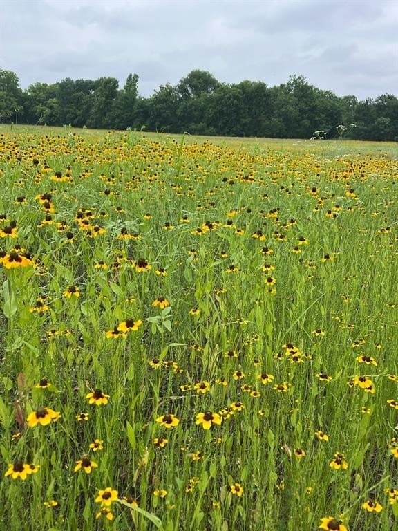 8.67 acres in Fannin County - photo 3