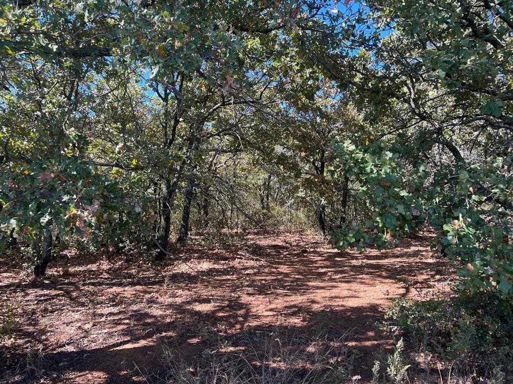 165 acres in Young County - photo 20
