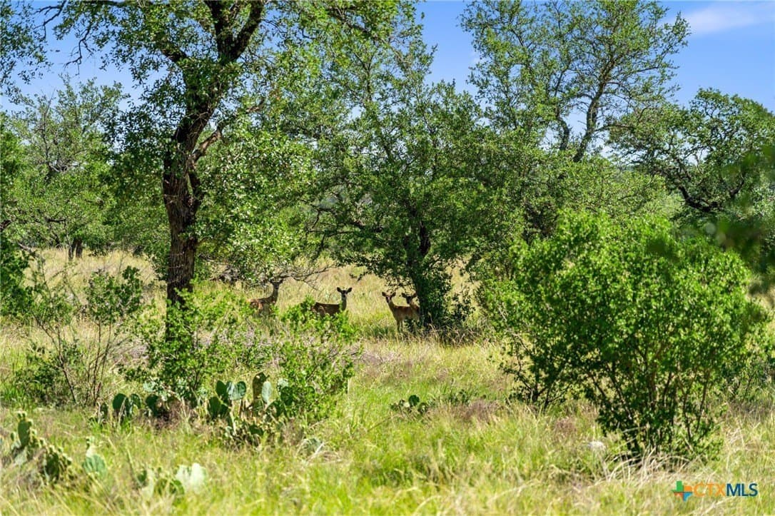 25 acres in Blanco County - photo 4