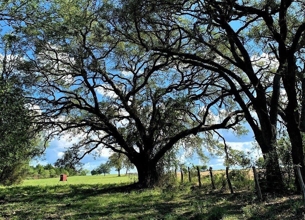 63.55 acres in Lavaca County - photo 7