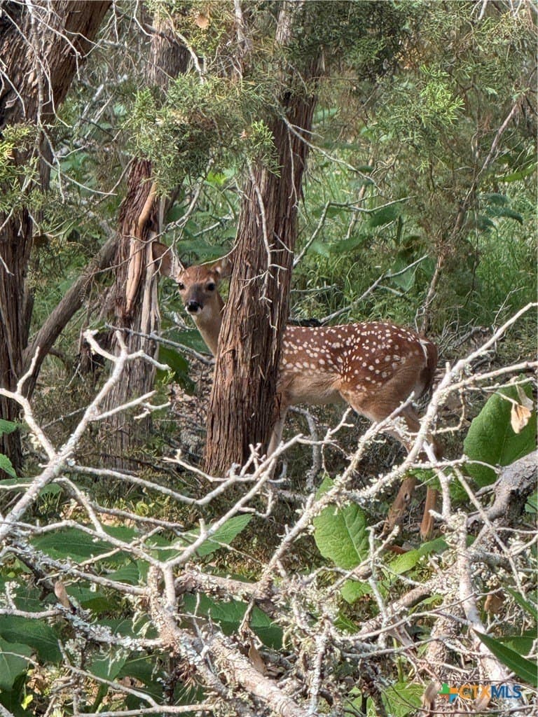 1.41 acres in Comal County - photo 12