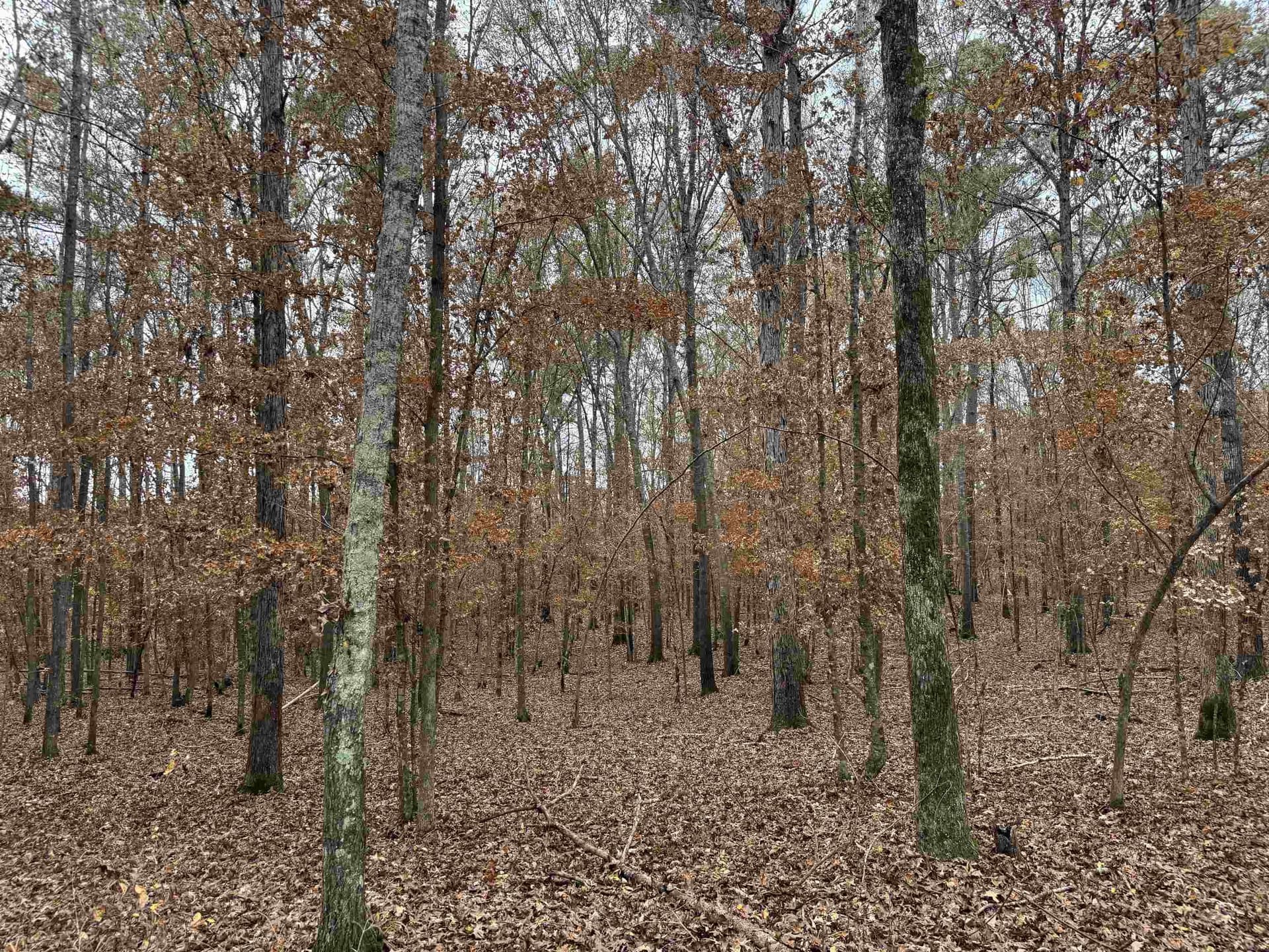 110.46 acres in Harrison County - photo 3