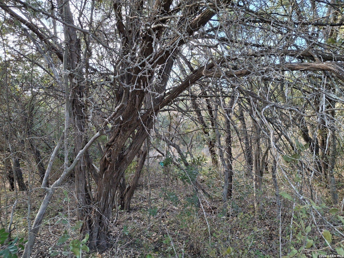 0.2 acres in Comal County - photo 7