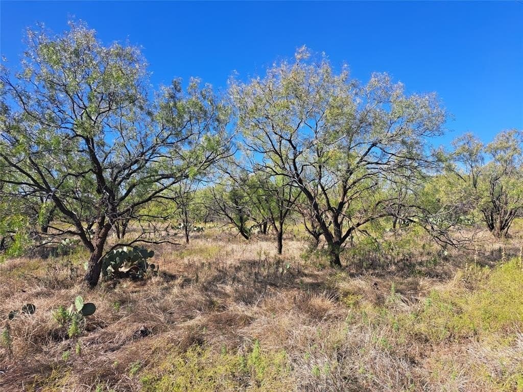 140.6 acres in Taylor County - photo 4