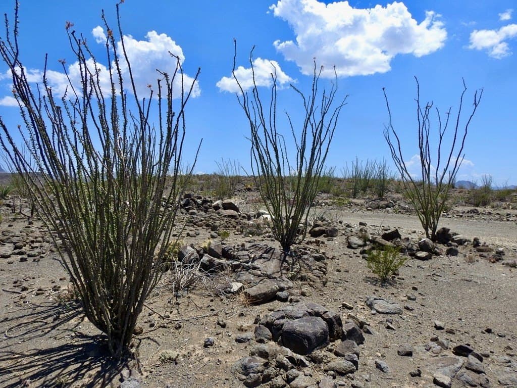 40 acres in Brewster County - photo 30