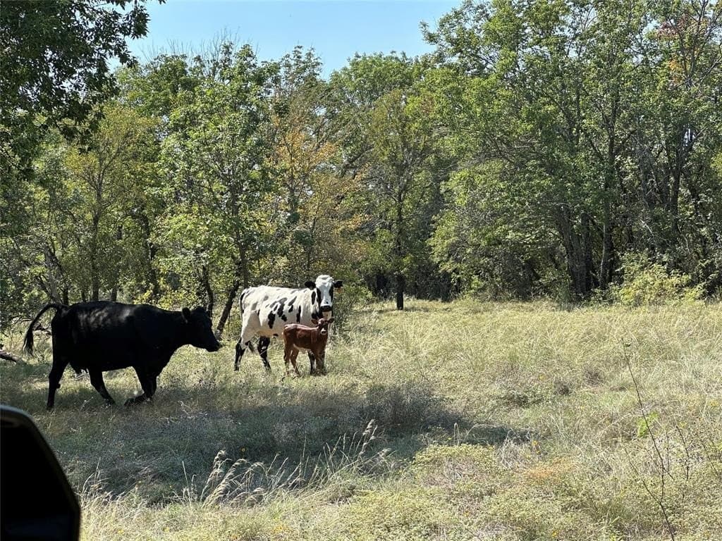 84 acres in Wise County - photo 18