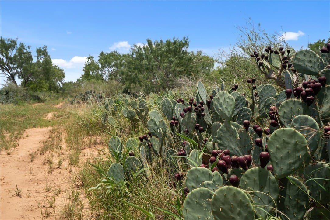 25 acres in Atascosa County - photo 11