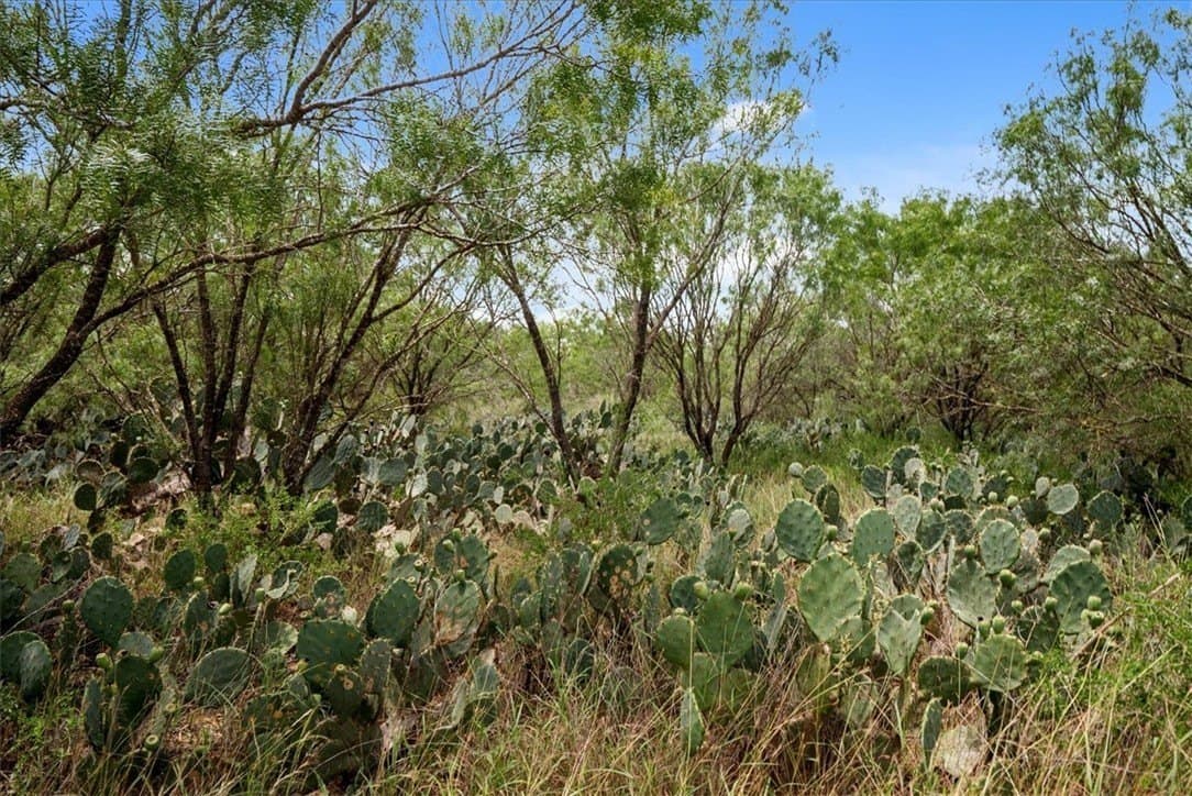 25 acres in Atascosa County - photo 19